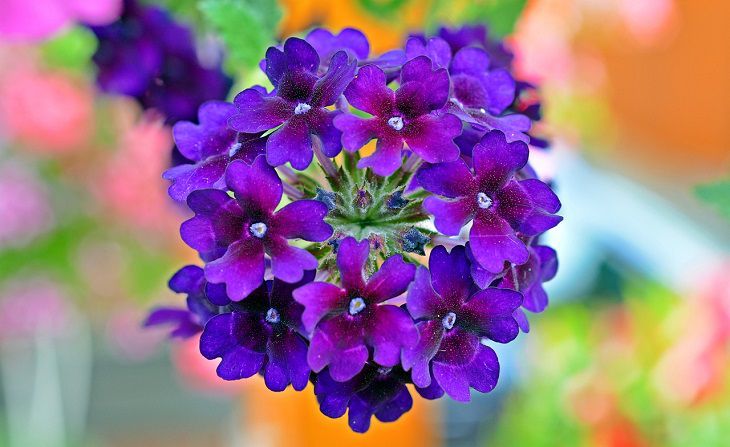 Verbena