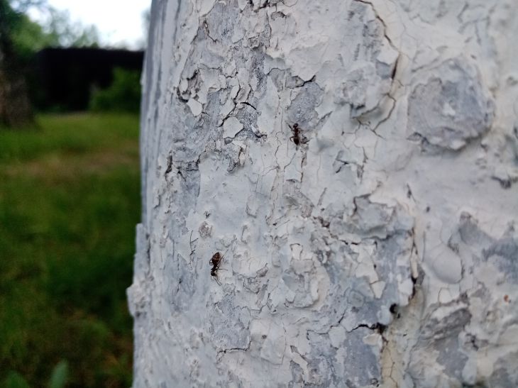 corteza de arbol