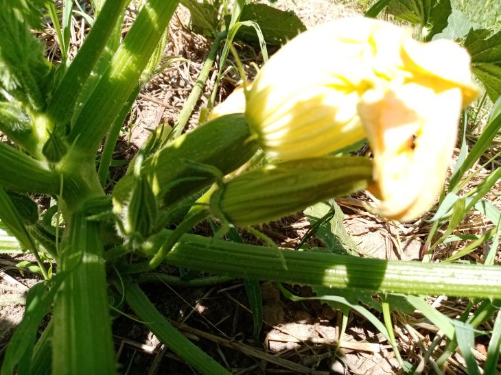 Courgettes