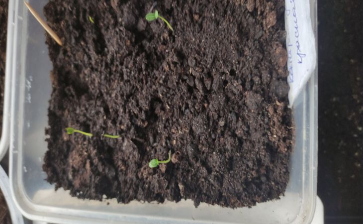 Seedling