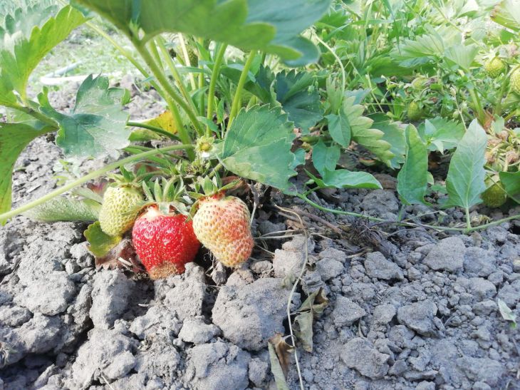 Beeren Erdbeere