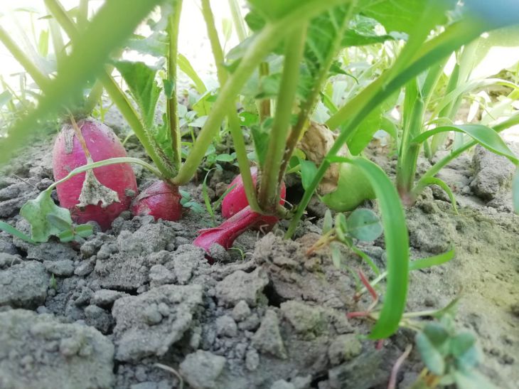 Plantes de massif