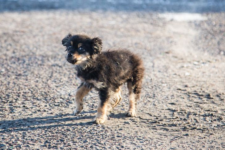 Cachorro De Perro