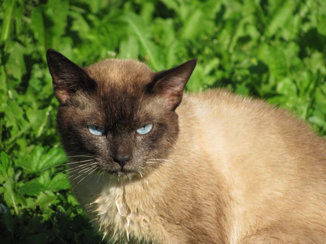 Herbe à chat