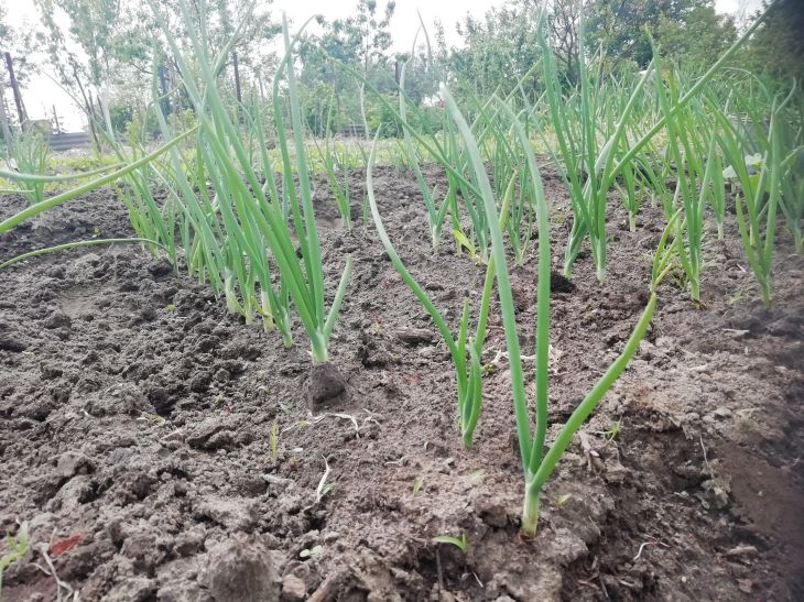 Plantas Huerto