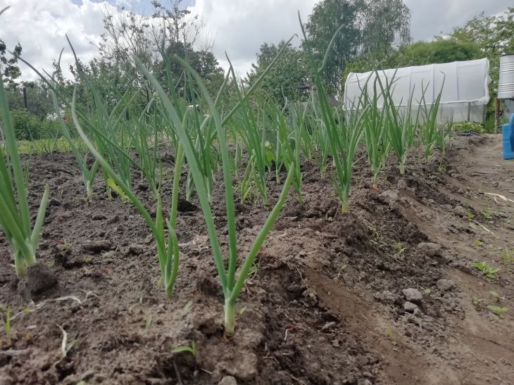 Camas de cebolla