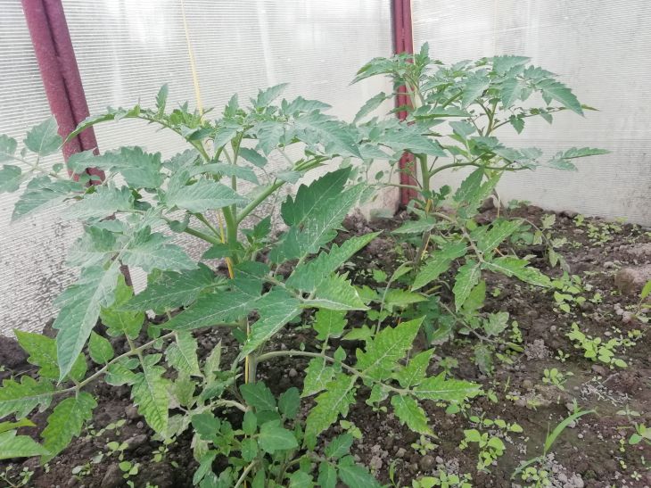 Tomatoes Seedlings