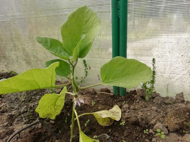 Eggplant Seedlings