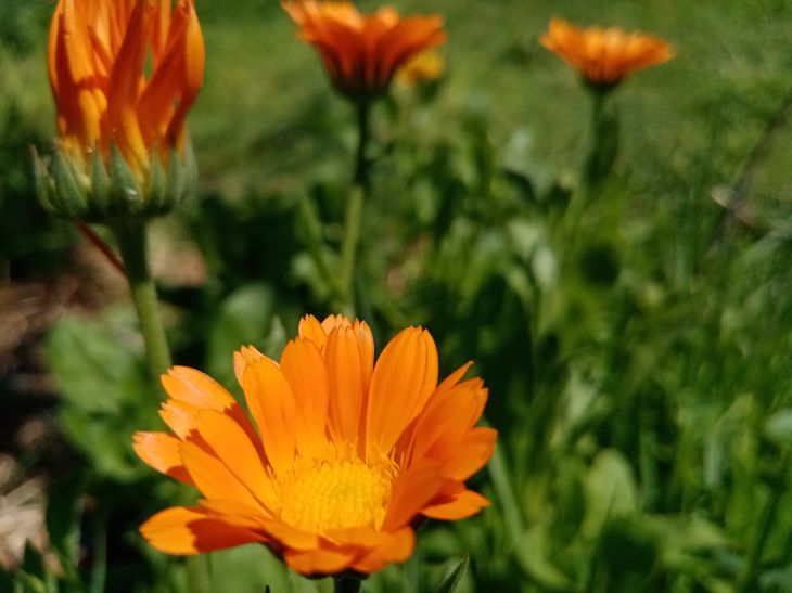 Calendula