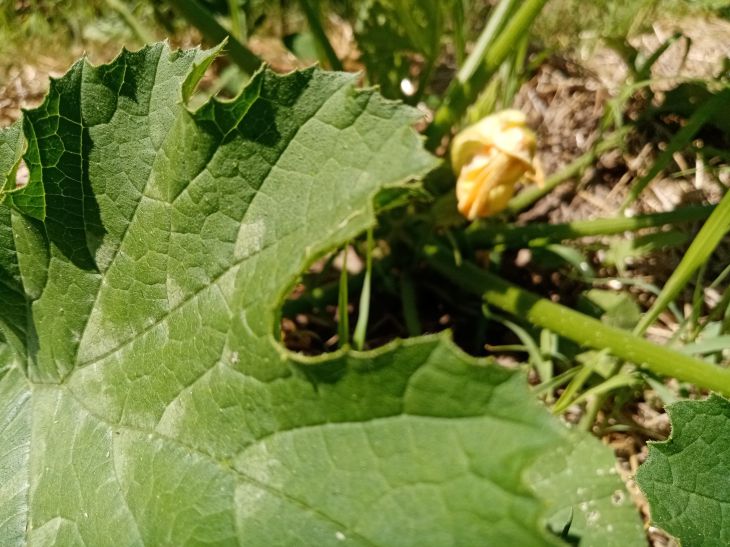 Courgettes