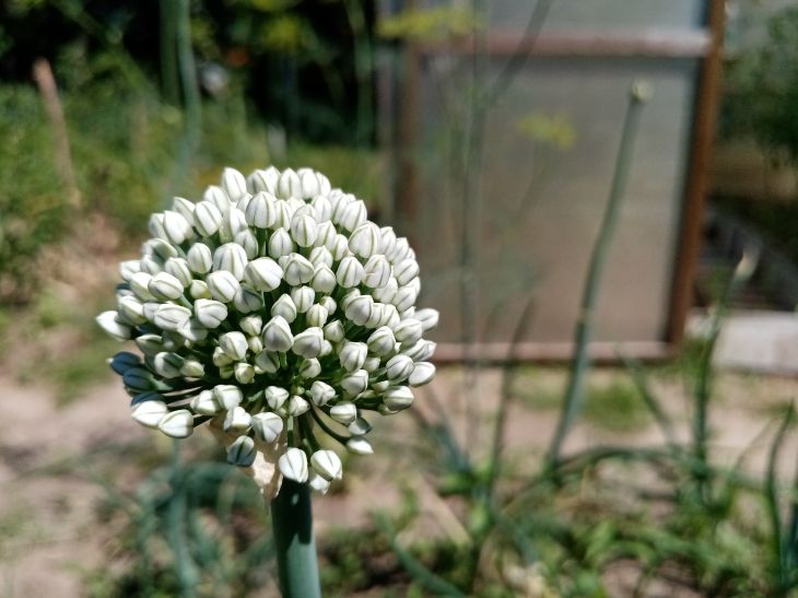 Onion Seeds