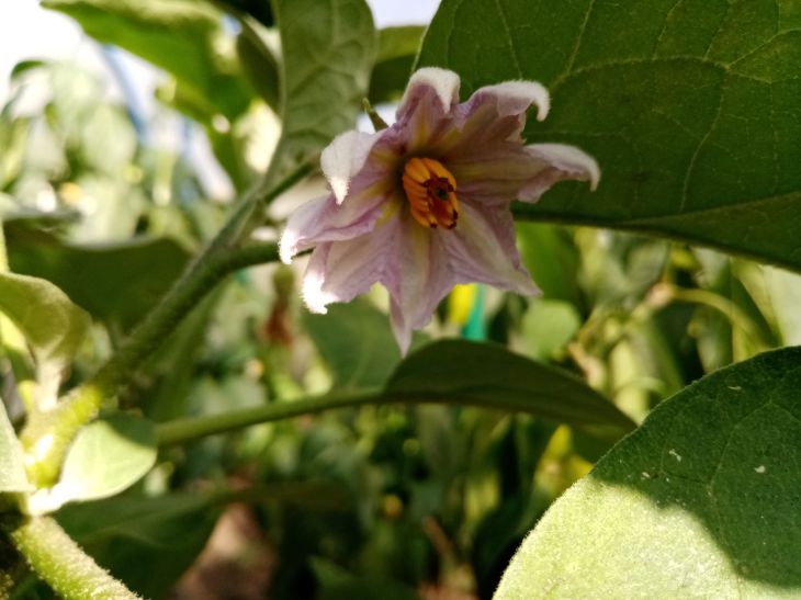 Eggplant Flower