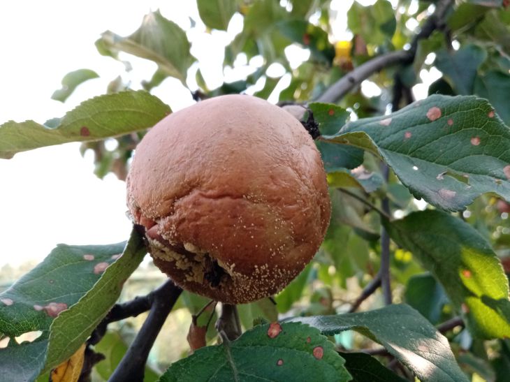 Pourriture des pommes