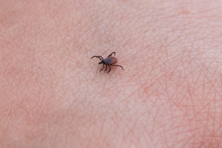 Tick Insect