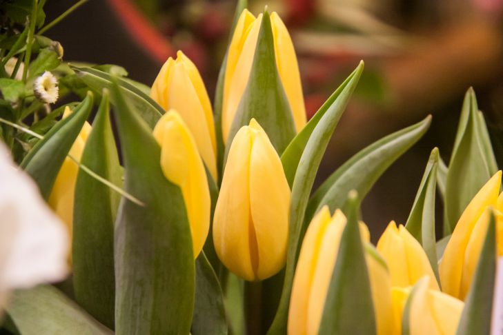 Flores de tulipanes