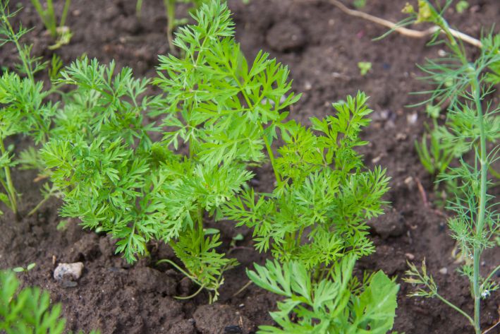 Carottes vertes