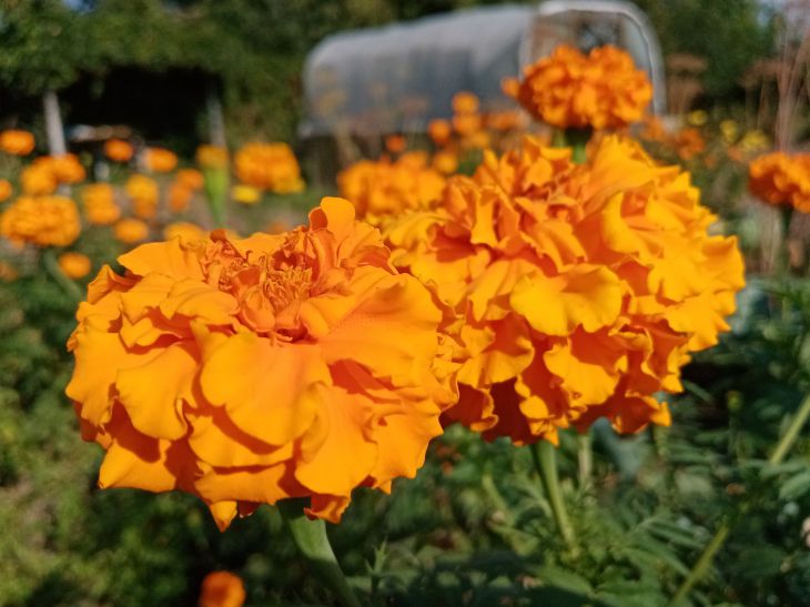 Marigold