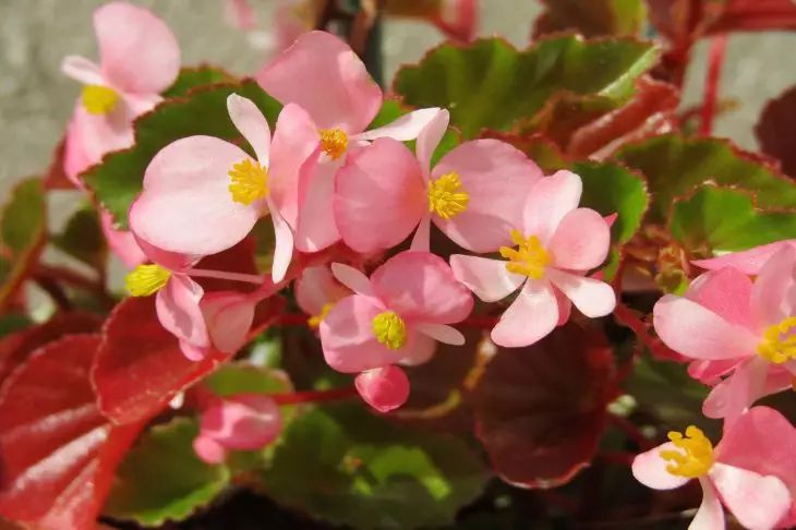 begonia