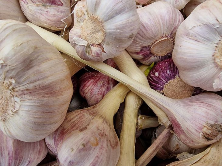 Garlic