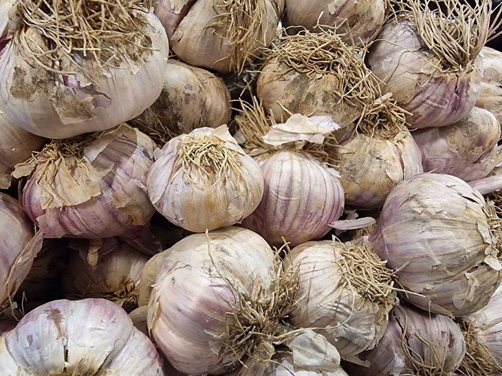 garlic