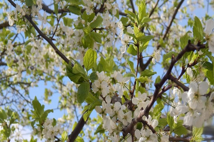 árbol floreciente