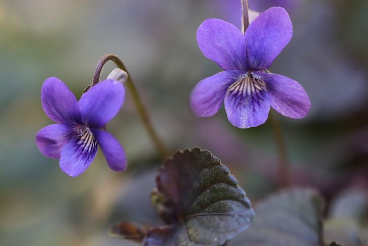 violeta