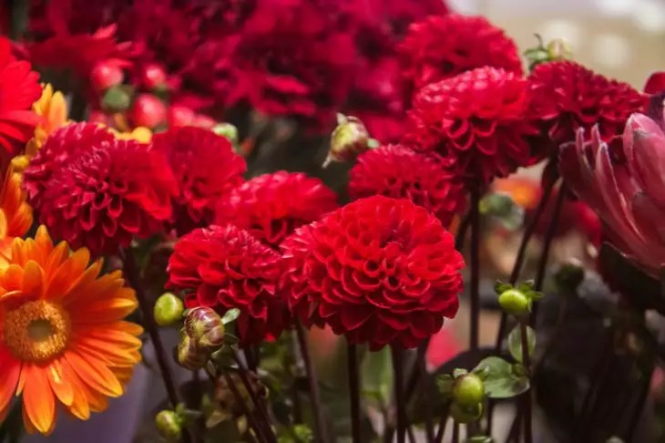 Dahlias, flowers