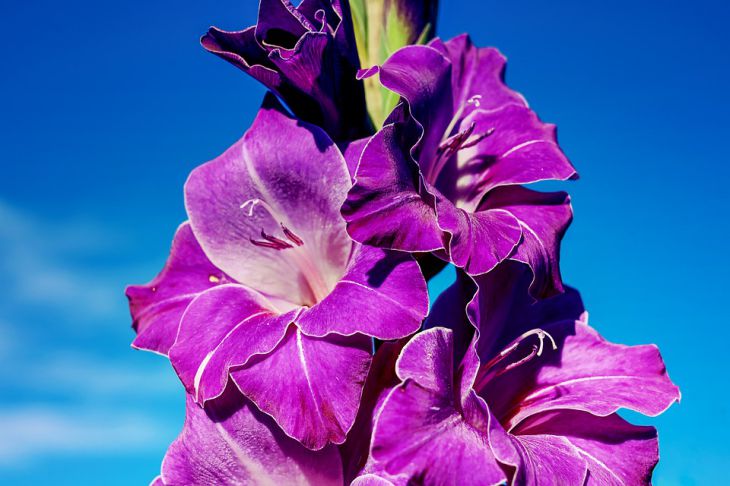 Flores de gladiolo