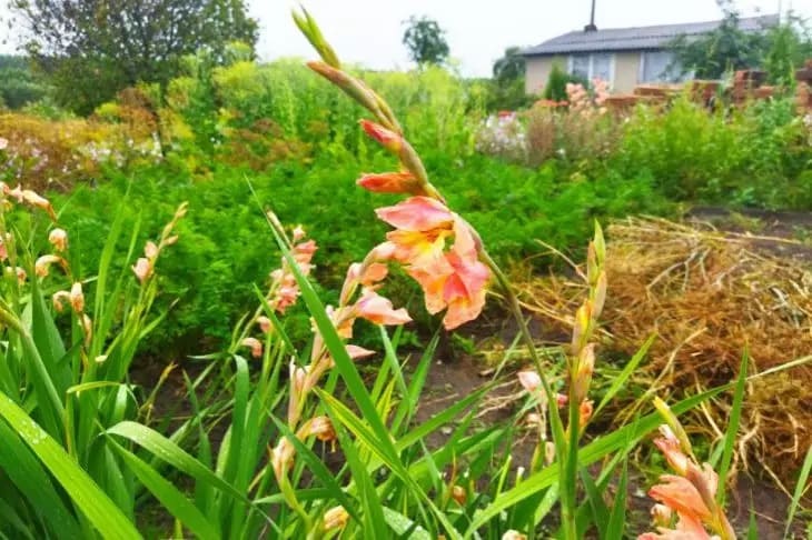 Gladioli