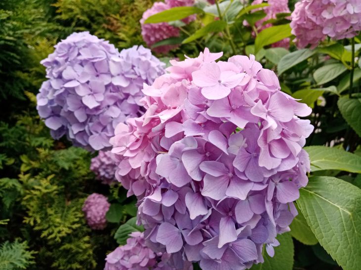 Flowers, hydrangea