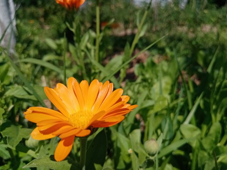 calendula