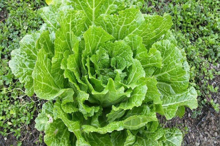 Chinese cabbage