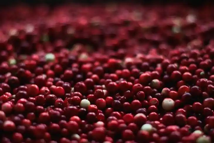 cranberry