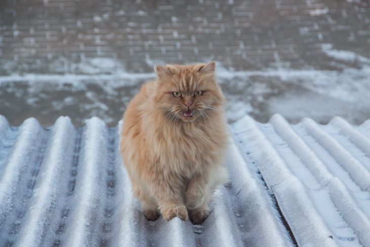 Katze auf dem Dach