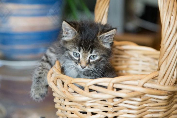 Chaton dans un panier