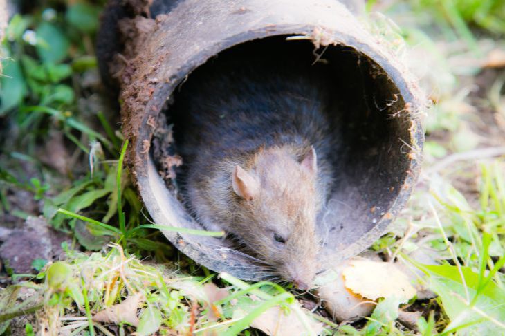 Ratón en una pipa