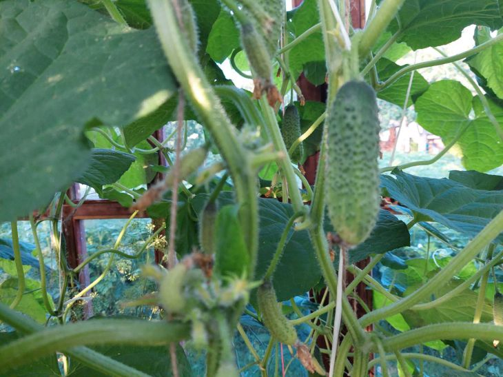 cucumbers