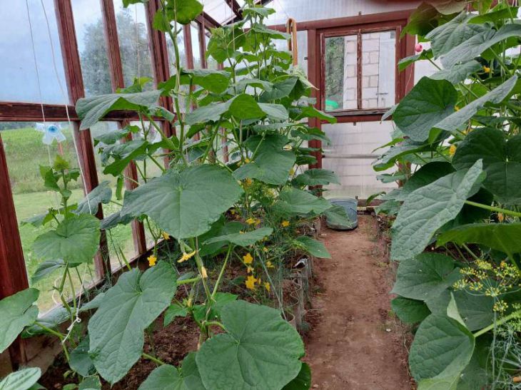 Cucumbers in the greenhouse