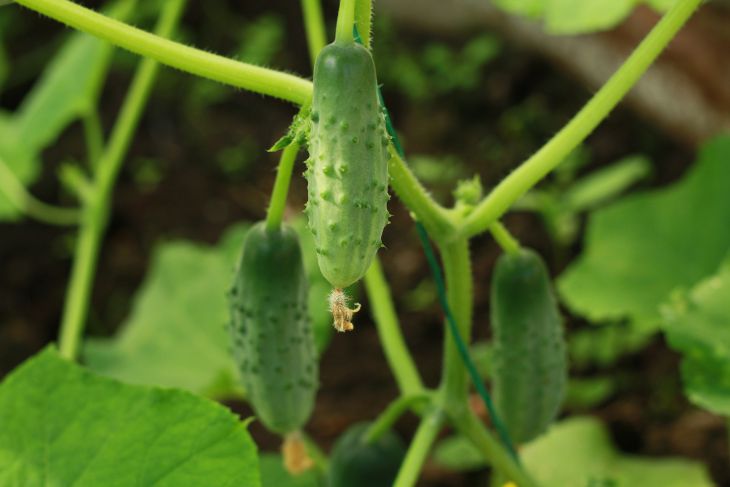 cucumbers