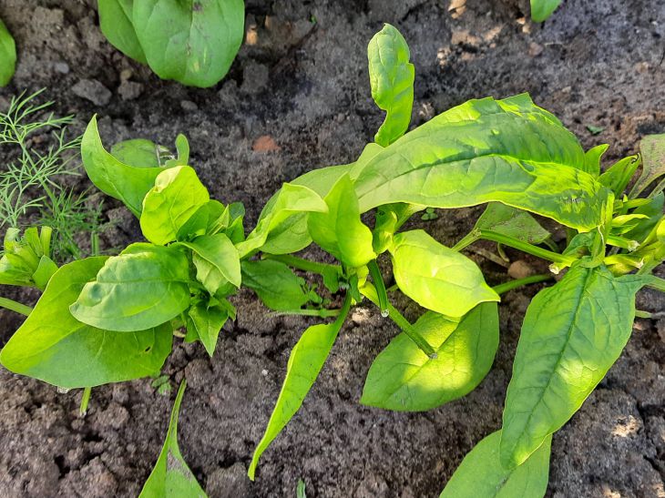 Verduras