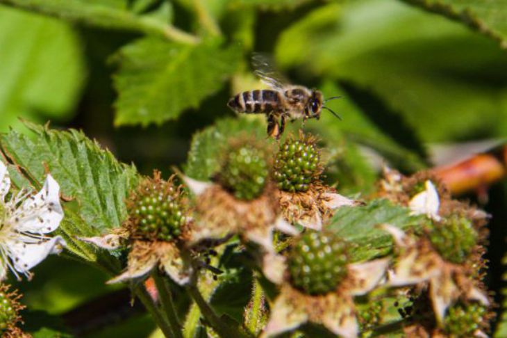 Biene über Himbeeren