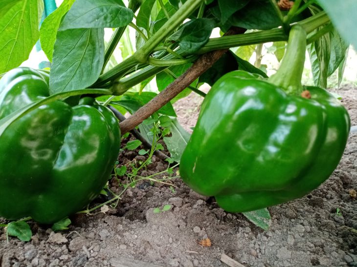 Peppers