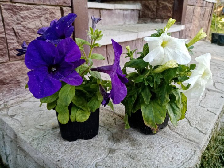 petunias