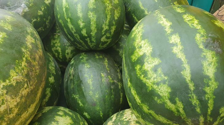 Watermelons