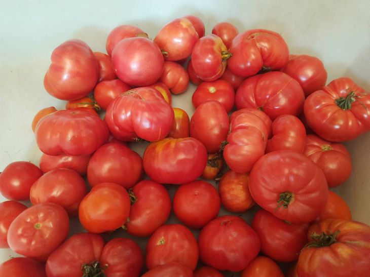 tomatoes