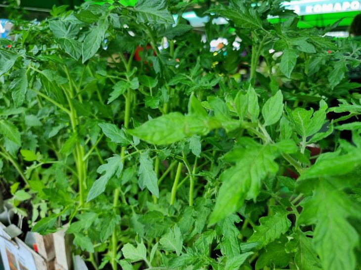 Tomato seedlings