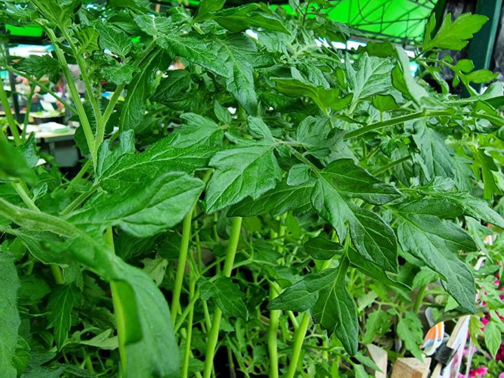 Tomato seedlings