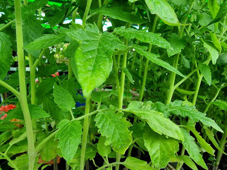 Pepper seedlings