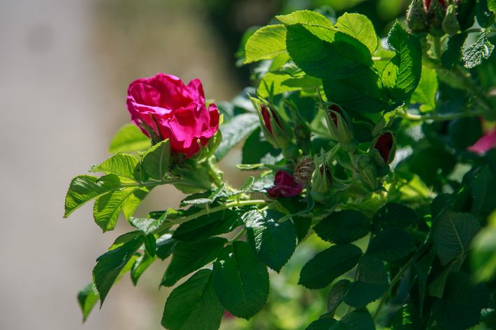 Roses Flowers