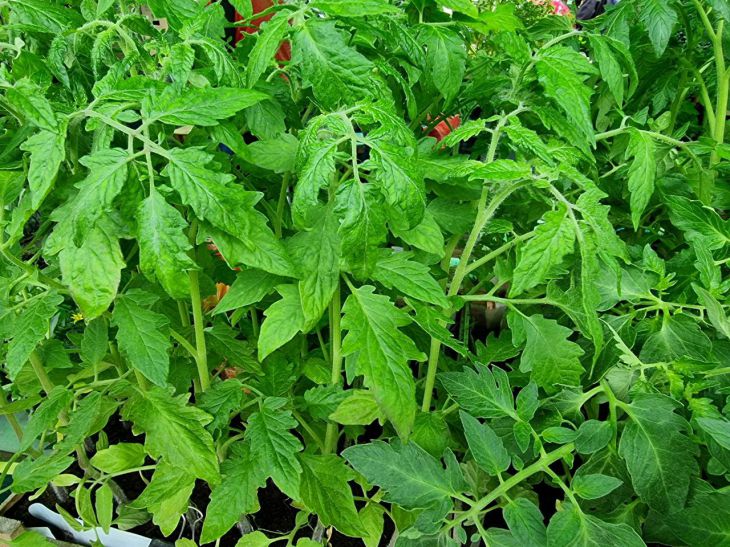 Tomato seedlings